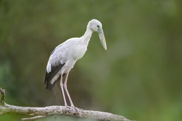 Fototapeta premium Asian Openbill stork (Anastomus oscitans) perched on a tree branch with soft green blurred background. The large wading bird features pale grey plumage, black wings, long pink legs, and a distinctive 