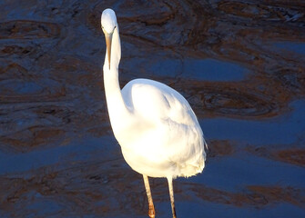 Great Egret (Ardea alba) in the water