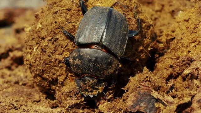 Closeup macro of beetles digging making dung ball in a heap. Wild life nature in natural habitat. Amazing insects of South Africa. African safari, exotic country. Conservation nature in national park