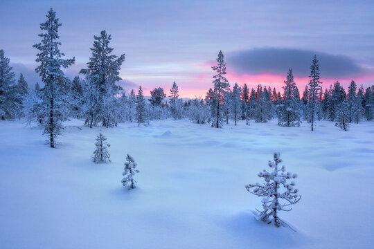 Pink Sunset over a snowy winter taiga forest landscape, Kilpisjarvi, Enontekio, Lapland, Northern Finland, Finland 