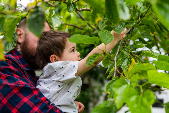 Father wearing red plaid shirt holding toddler son reaching berries in the garden