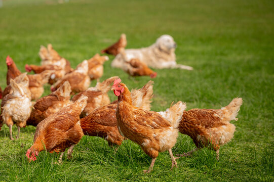 Brown chickens roaming in grass paddock