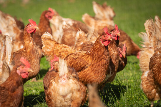 Brown chickens roaming in grass paddock