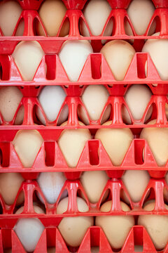 Chicken eggs collected in plastic cartons