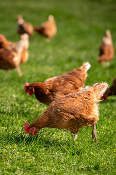 Brown chickens roaming in grass paddock
