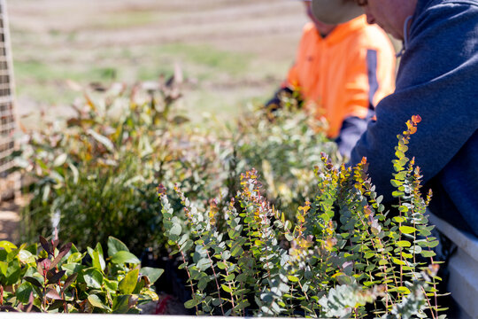 Farm ute with tree seedlings on the back ready to plant out for on farm revegetation efforts