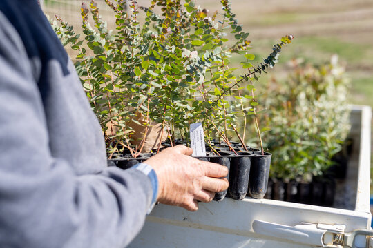 farmer holding a tray of eucalyptus seedlings ready for tree planting on a farm