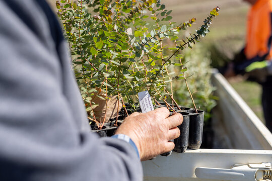 farmer looking at the label on a tray of native seedlings on the back of a ute