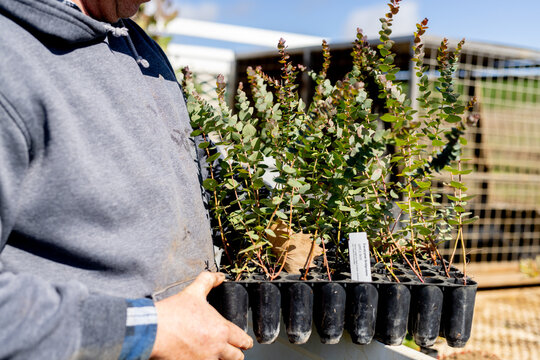 farmer holding a tray of eucalyptus seedlings ready for tree planting on a farm