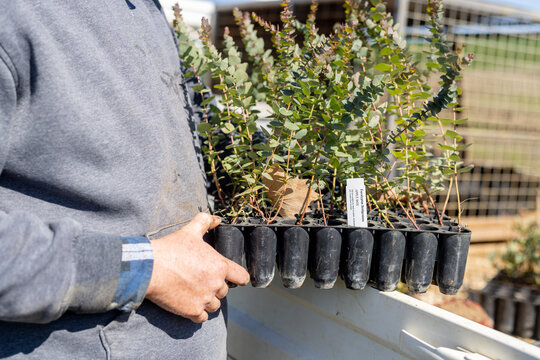 farmer holding a tray of eucalyptus seedlings ready for tree planting on a farm