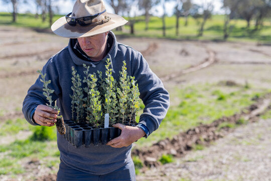 farmer holding a tray of saltbush seedlings