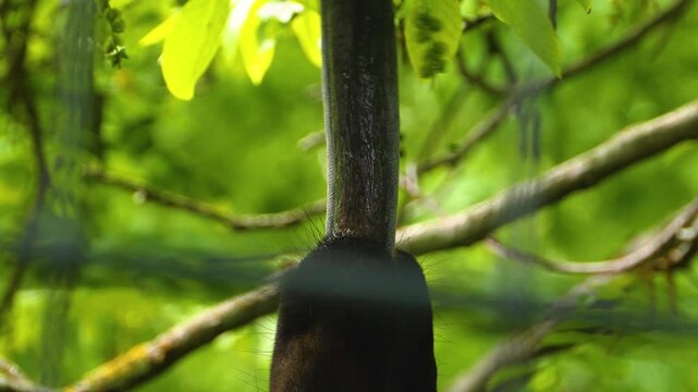 Close up of an Okapi tongue and  head standing around and eating leaves from a tree on a sunny spring day
