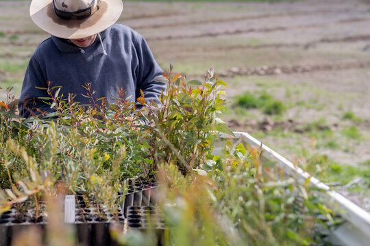 farmer wearing a hat looking down at native tree seedlings on the back of his ute