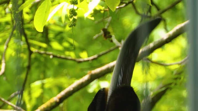 Close up of an Okapi tongue and  head standing around and eating leaves from a tree on a sunny spring day