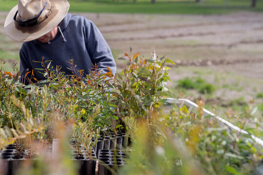 male farmer standing at the back of a ute looking at native tree seedlings