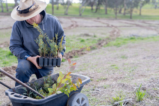 Farmer taking native plant seedlings from growing trays and putting them in a wheelbarrow