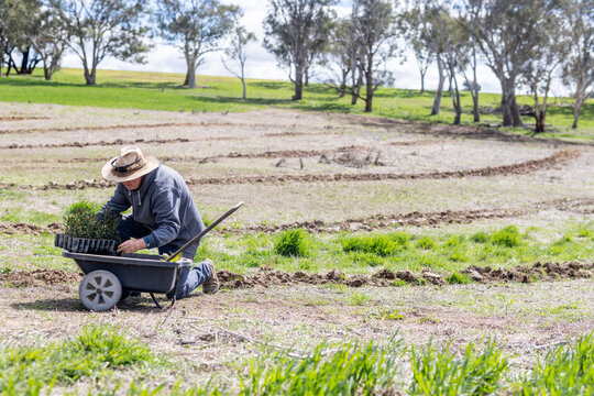 farmer putting native tree seedlings into a wheelbarrow for a habitat planting