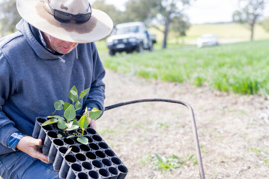 Farmer taking native plant seedlings from growing trays and putting them in a wheelbarrow