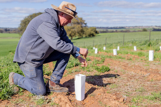 Farmer putting a tree guard around a native seedling as part of a wind break planting