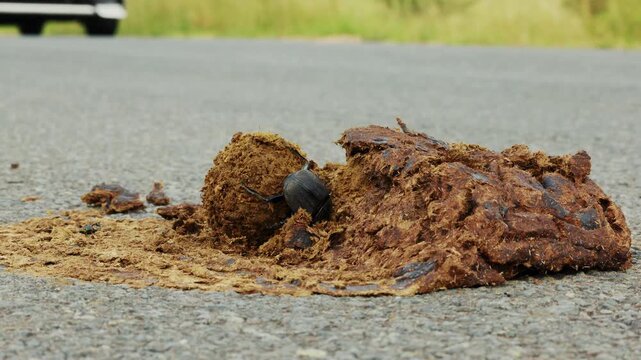 Closeup macro of beetles digging making dung ball in a heap. Wild life nature in natural habitat. Amazing insects of South Africa. African safari, exotic country. Conservation nature in national park