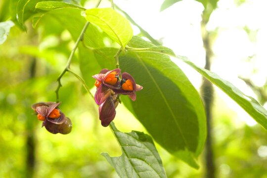 Colorful wild spindle tree fruit along Annapurna trekking route, Nepal