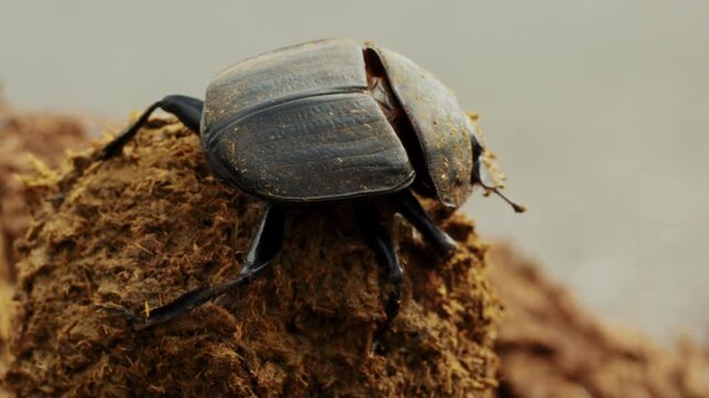 Closeup macro of beetles digging making dung ball in a heap. Wild life nature in natural habitat. Amazing insects of South Africa. African safari, exotic country. Conservation nature in national park