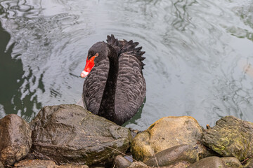Naklejka premium A waterfowl with black feathers. A black swan with a red beak. A young bird is resting in the park. Beautiful swan in the arboretum park. Swan swimming in a pond