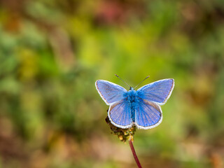 A Common Blue Butterfly Resting