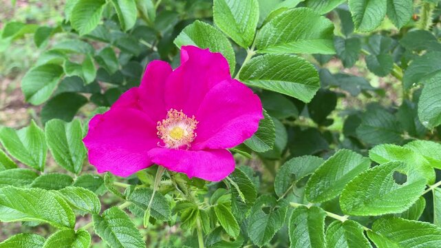 ハマナスの花