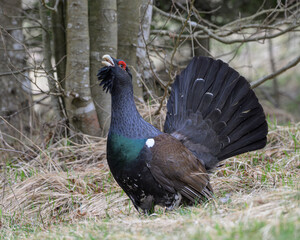 Western Capercaillie (Tetrao urogallus) male performing courtship display in the forest