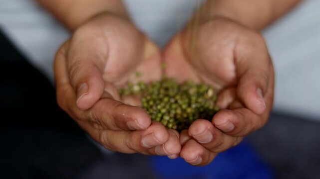A close-up video of two hands cupping mung beans and gently letting them fall little by little. The scene shows the natural texture, color, and movement of mung beans during simple food handling, suit