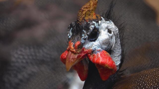 Close up view of guinea fowl bird head, standing around on a sunny spring day
