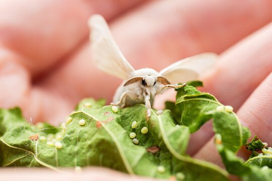 Silkworm moth on leaf held in persons hand