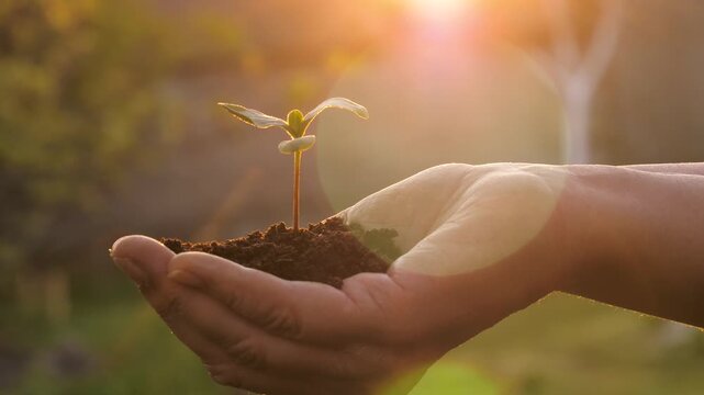 Nurturing young plants with care. Gentle hands tend to emerging greenery. Sunlit touch supports fragile life sprouting from soil. Tender hands holding green sprouts as sunlight and water foster growth