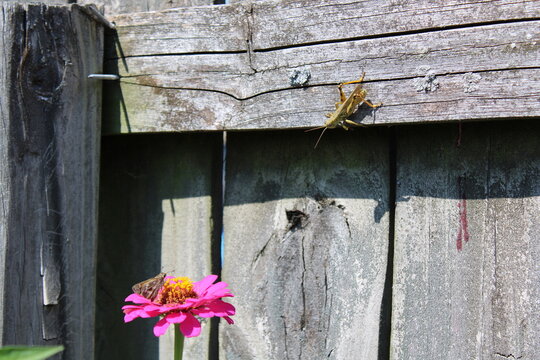 Grasshopper & Skipper