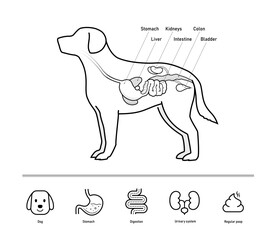 The dog digestive system illustration with set of icons for dogs health projects. The outline icons are well scalable and editable. Contrasting elements are good for different backgrounds. EPS10.	