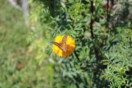 Butterfly