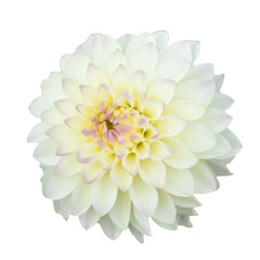 ダリア　花の切り抜き　合成用