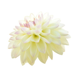 ダリア　花の切り抜き　合成用