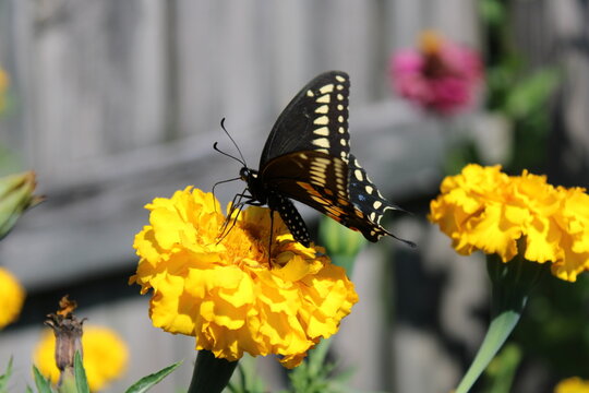 Black Swallowtail