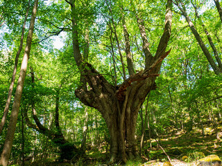 Obraz premium tree in the forest