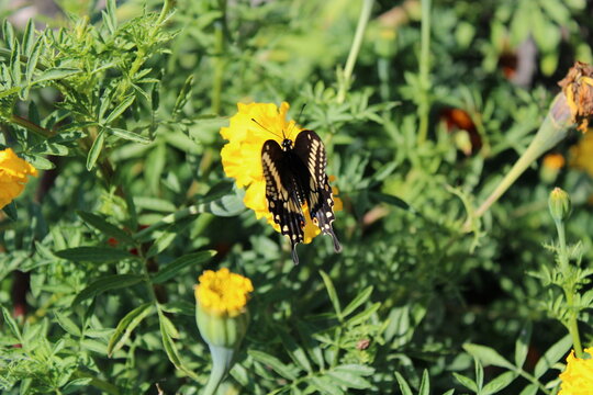 Black Swallotwail Butterfly on Marigold