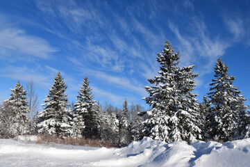 A coniferous forest in winter, Sainte-Apolline, Qu&eacute;bec, Canada