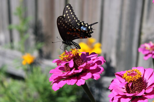 Black Swallowtail butterfly