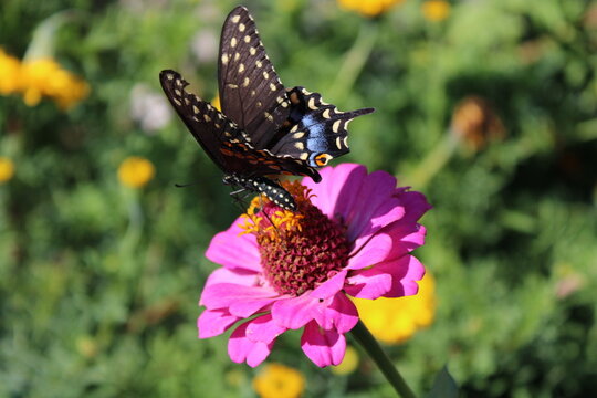 Black Swallowtail