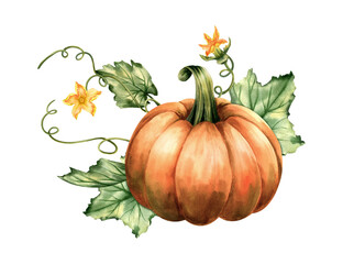 Pumpkin botanical watercolor illustration with leaves and flowers.