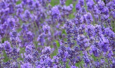 Obraz premium field of lavender