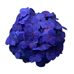 雨に濡れたアジサイ　花の切り抜き　合成用素材