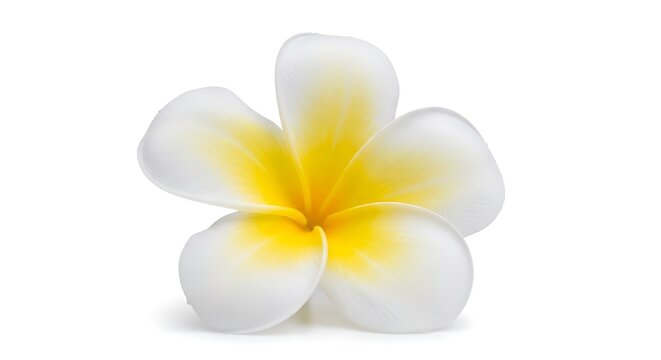 White and Yellow Frangipani Flower on White Background