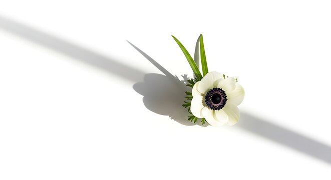 White Anemone Flower with Dark Center and Shadow white flower